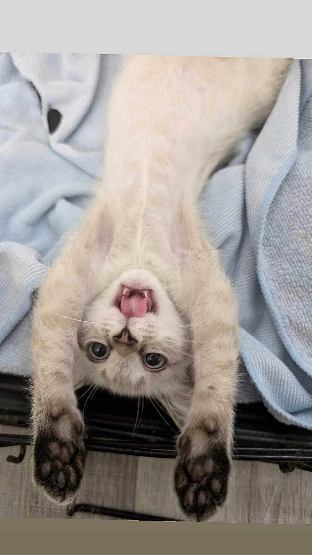 Chaos is registered to the contest to win money with this photo: animal, blanket, bodypart, cat, electronics, face, furniture, hardware, head, kitten, manx, mouth, person, pet, photography, portrait, siamese, sleeping, snout, tongue