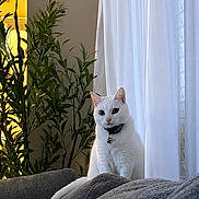 Celine joined the competition — help win amazing prizes! cat, white_cat, couch, gray_couch, indoor, plant, green_plant, curtain, white_curtain, pet, feline, domestic_cat, collar, bell, window, home_interior, cozy, relaxed, animal, portrait