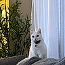 cat, white_cat, couch, gray_couch, indoor, plant, green_plant, curtain, white_curtain, pet, feline, domestic_cat, collar, bell, window, home_interior, cozy, relaxed, animal, portrait