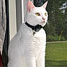 Celine joined the competition — help win amazing prizes! cat, white_cat, pet, window, sunlight, collar, bell, mesh_screen, greenery, outdoor_view, animal, portrait, sitting, domestic_cat, feline, looking_outside, indoor, natural_light, close_up, calm