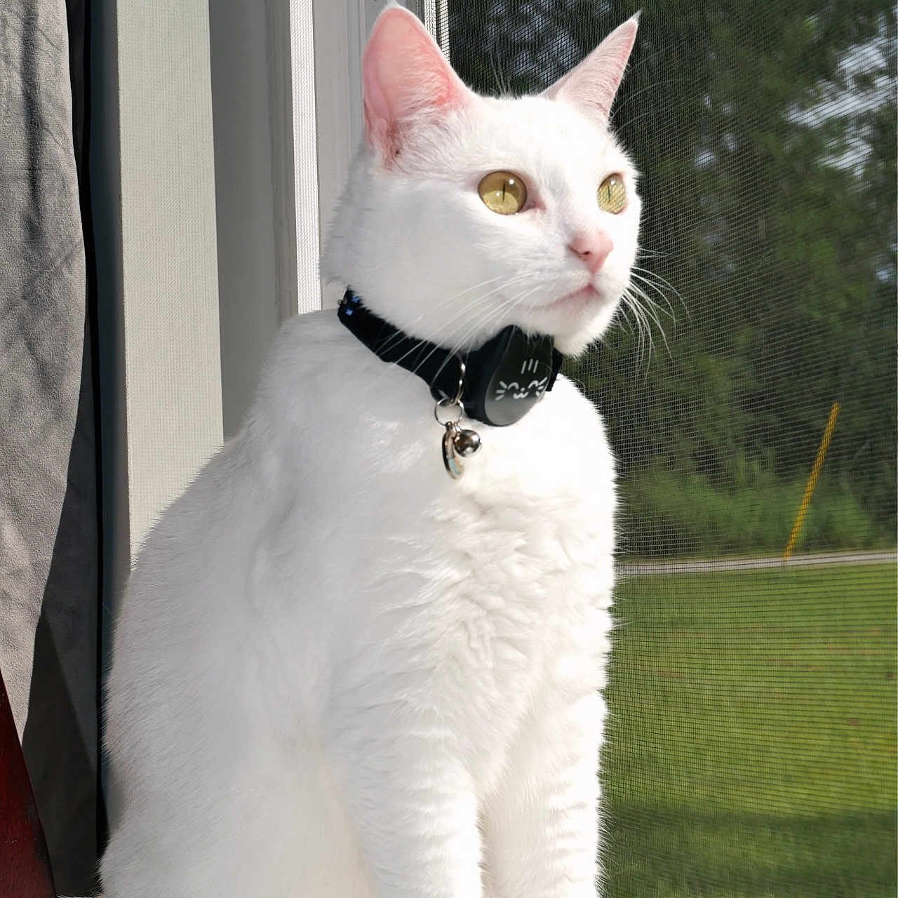 Celine joined the competition — help win amazing prizes! cat, white_cat, pet, window, sunlight, collar, bell, mesh_screen, greenery, outdoor_view, animal, portrait, sitting, domestic_cat, feline, looking_outside, indoor, natural_light, close_up, calm