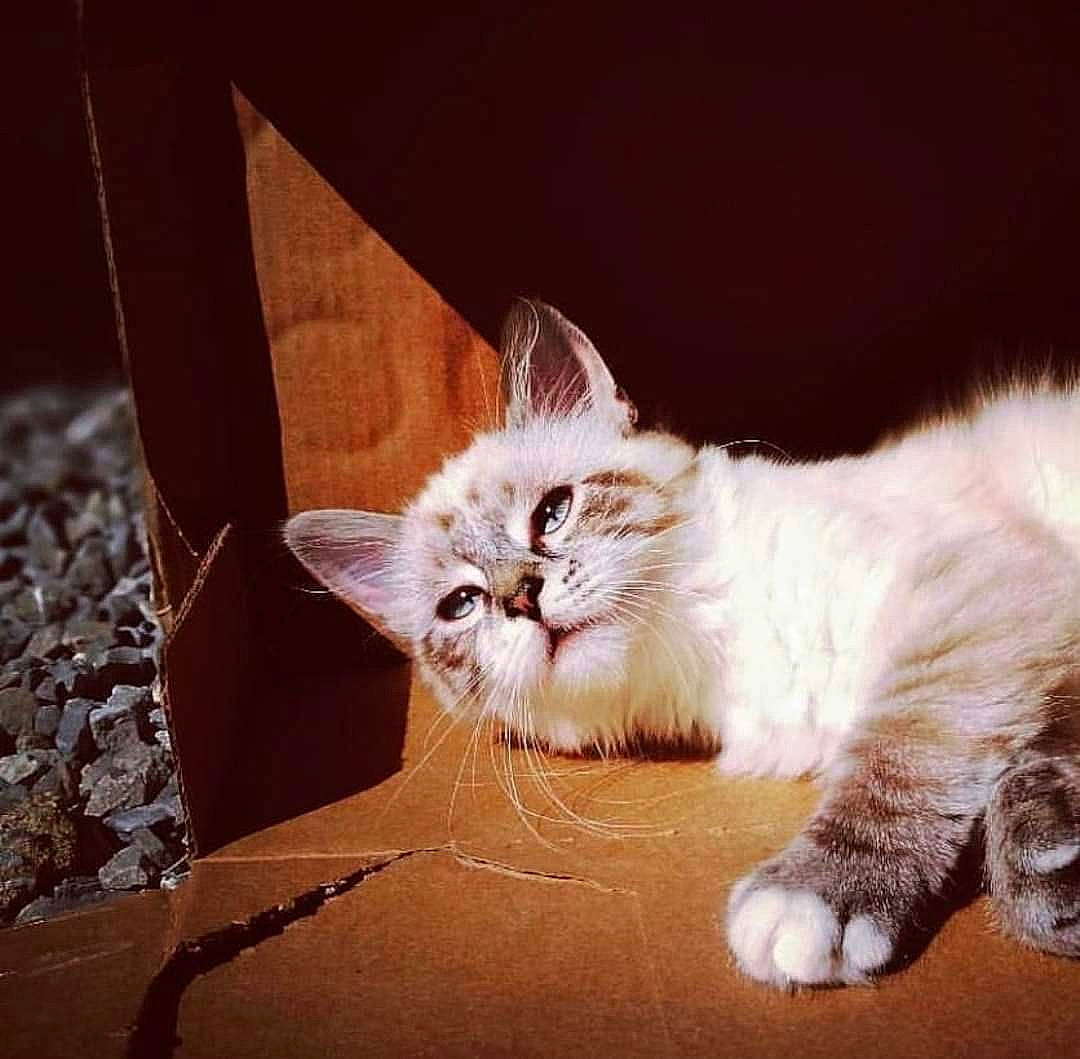 Bébé participe au concours pour gagner de l'argent avec cette photo : box, carnivore, cat, claw, comfort, domestic_short_haired_cat, fawn, felidae, fur, paw, plant, sitting, small_to_medium_sized_cats, snout, tail, terrestrial_animal, whiskers, wood