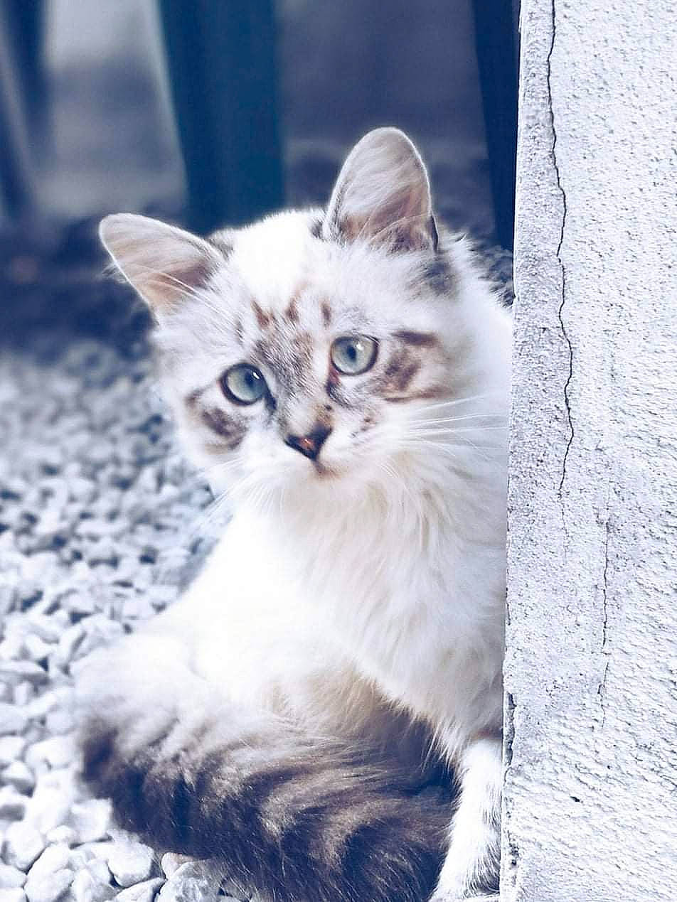 Bébé a rejoint le concours — aidez-le/la à gagner de superbes lots ! carnivore, cat, claw, domestic_short_haired_cat, door, felidae, fur, grass, paw, plant, road_surface, sitting, small_to_medium_sized_cats, snout, tail, tree, whiskers, window