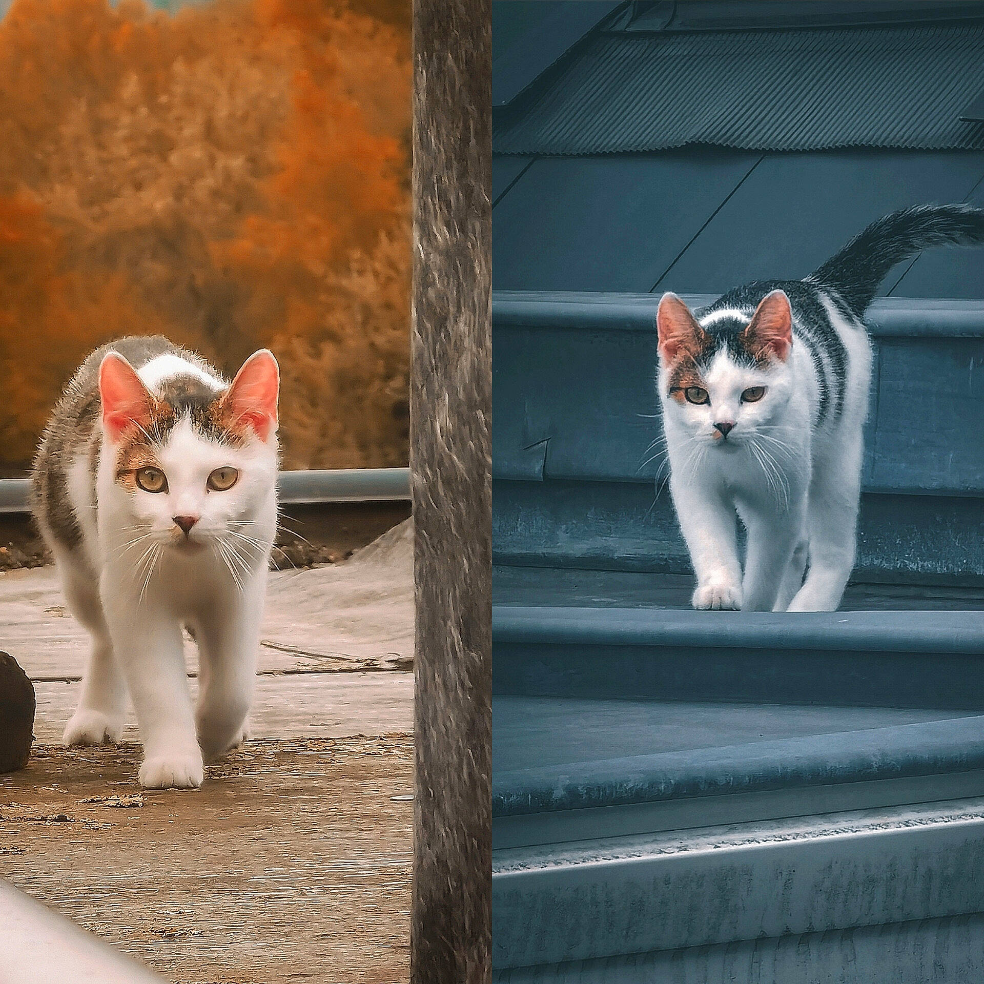 Stitch participe au concours pour gagner de l'argent avec cette photo : art, carnivore, cat, domestic_short_haired_cat, felidae, fur, grey, light, paw, photo_caption, rectangle, sitting, small_to_medium_sized_cats, snout, tail, tree, whiskers, white, window, wood