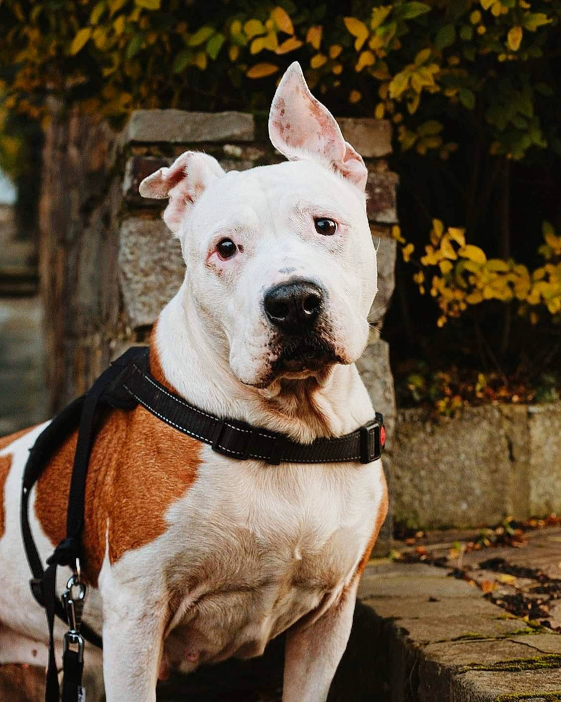 Ice participe au concours pour gagner de l'argent avec cette photo : canidae, carnivore, collar, companion_dog, dog, dog_breed, dog_collar, fashion_accessory, fawn, non_sporting_group, pet_supply, sporting_group, working_animal