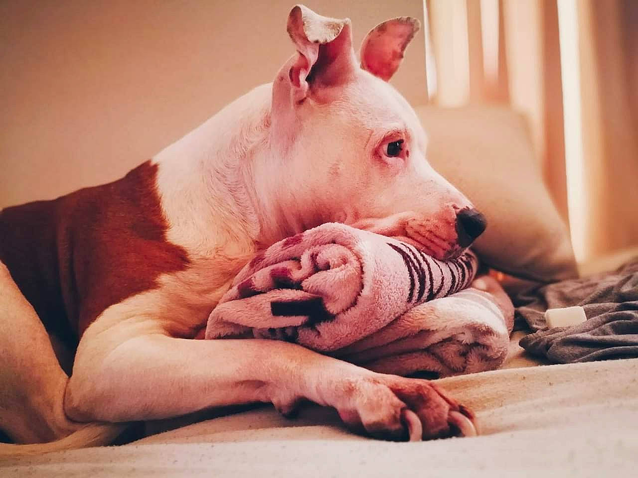 Ice participe au concours pour gagner de l'argent avec cette photo : ancient_dog_breeds, canidae, carnivore, comfort, companion_dog, curtain, dog, dog_breed, fawn, flesh, non_sporting_group, peach, room, snout, suidae, terrestrial_animal, whiskers, wildlife, wrinkle