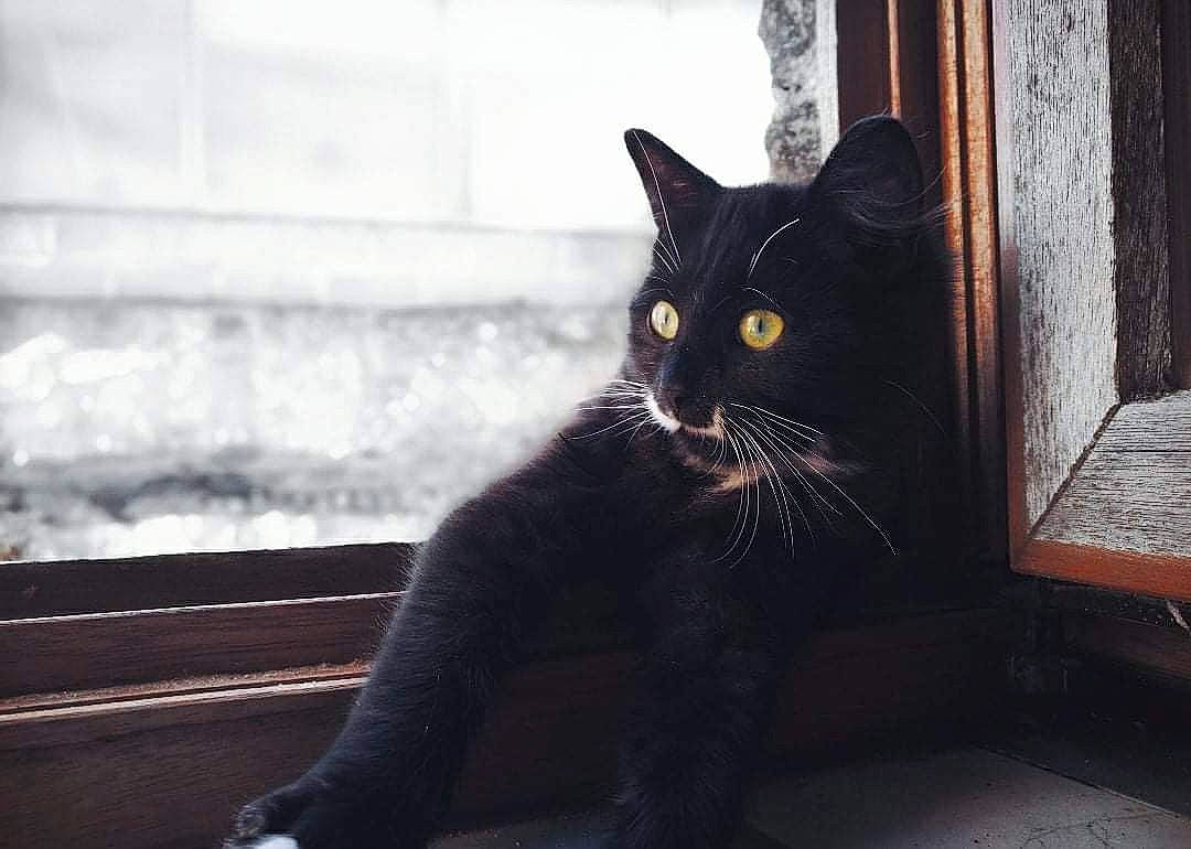 Chifon participe au concours pour gagner de l'argent avec cette photo : black_cat, carnivore, cat, domestic_short_haired_cat, felidae, fur, grey, monochrome, monochrome_photography, paw, plant, sitting, small_to_medium_sized_cats, snout, tail, terrestrial_animal, tints_and_shades, whiskers, window, wood