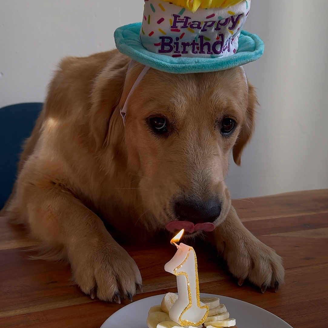 Ugan participe au concours pour gagner de l'argent avec cette photo : animal, birthdaycake, cake, candle, canine, cream, cupcake, dessert, dog, food, goldenretriever, hardwood, icecream, icing, labradorretriever, pet, plate, puppy, saucer, wood