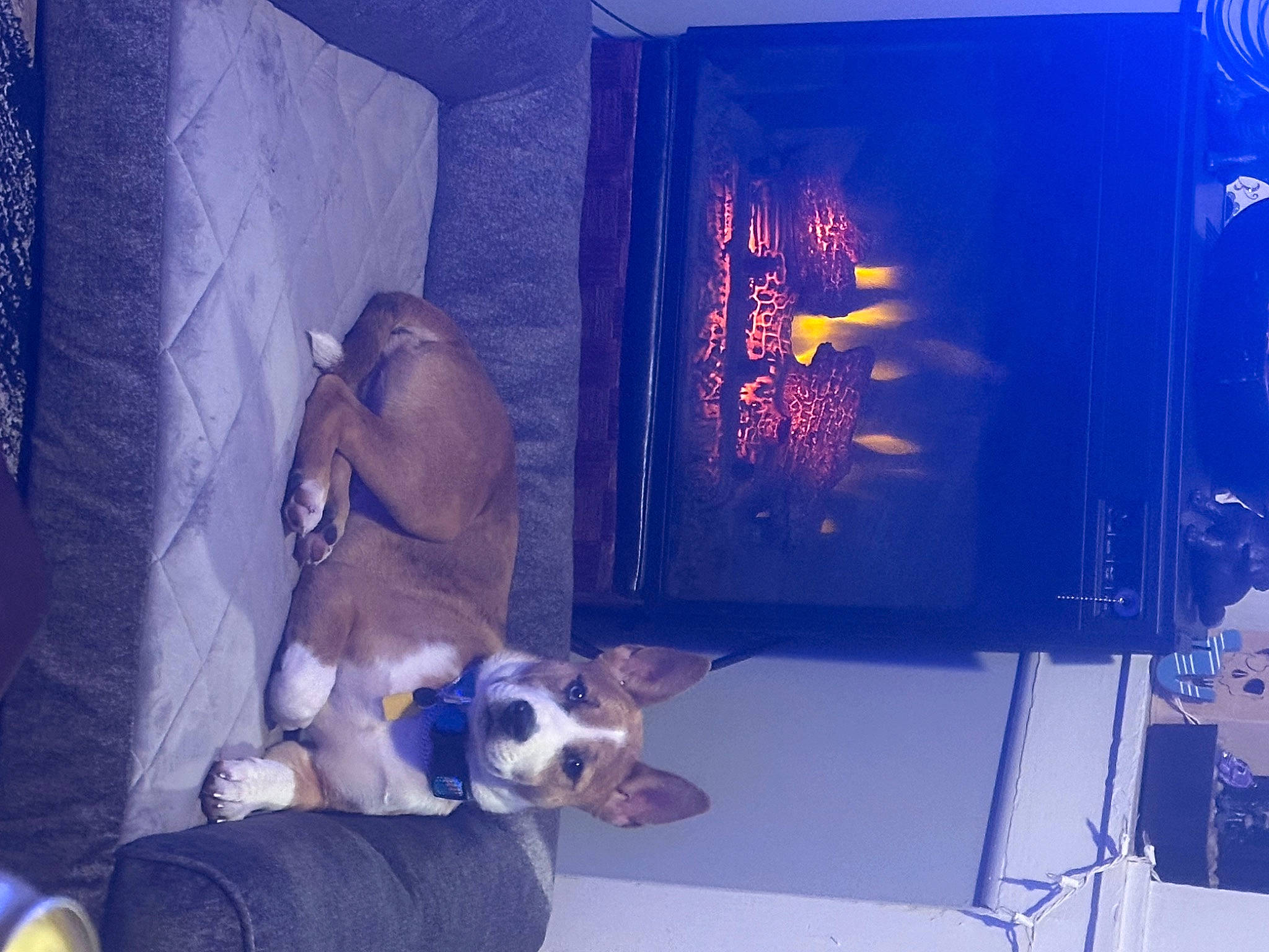 Dwight joined the competition — help win amazing prizes! canidae, carnivore, comfort, companion_dog, couch, dog, dog_breed, electric_blue, event, fawn, fun, gas, heat, non_sporting_group, purple, room, space, sporting_group, tail, toy_dog