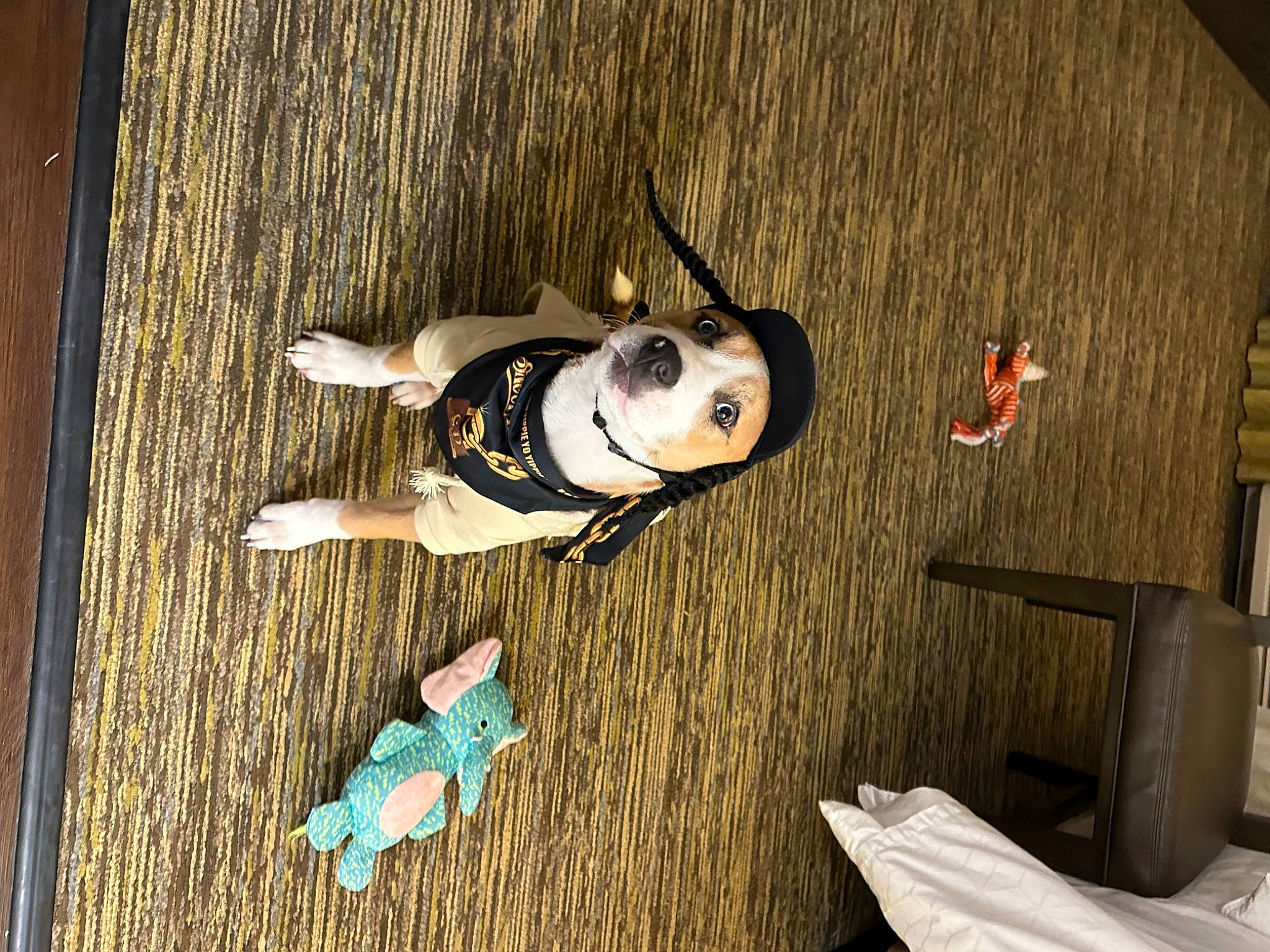 Dwight joined the competition — help win amazing prizes! art, eyewear, fawn, flash_photography, flooring, fun, fur, hardwood, personal_protective_equipment, room, shadow, sunglasses, toy, tree, visual_arts, wood