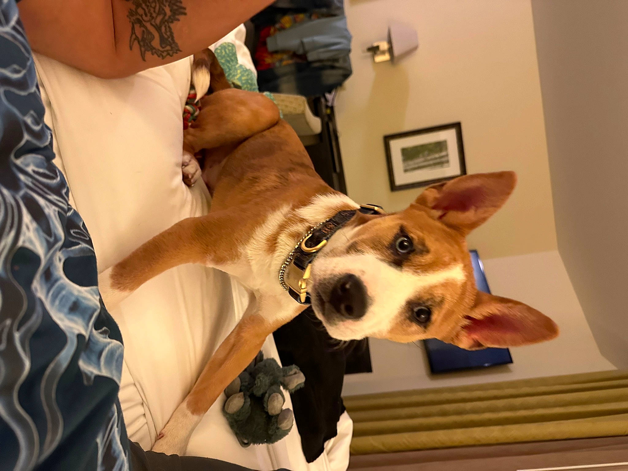 Dwight joined the competition — help win amazing prizes! canidae, carnivore, collar, companion_dog, dog, dog_breed, dog_collar, ear, eyewear, fawn, fur, guard_dog, hound, jewellery, picture_frame, snout, sporting_group, whiskers, working_animal, working_dog