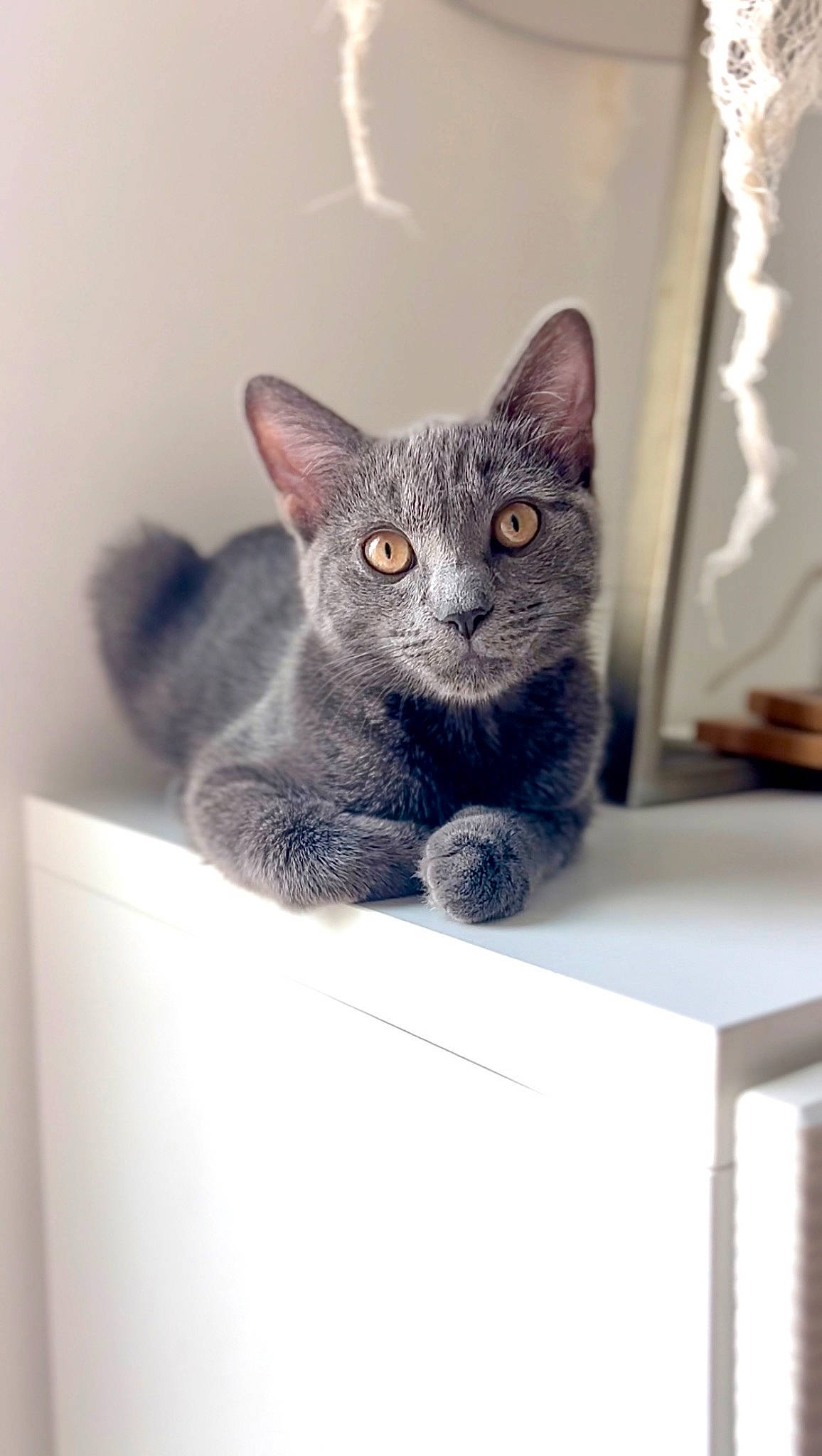 Chuck joined the competition — help win amazing prizes! carnivore, cat, cat_supply, domestic_short_haired_cat, felidae, fixture, grey, rectangle, russian_blue, small_to_medium_sized_cats, snout, tail, whiskers