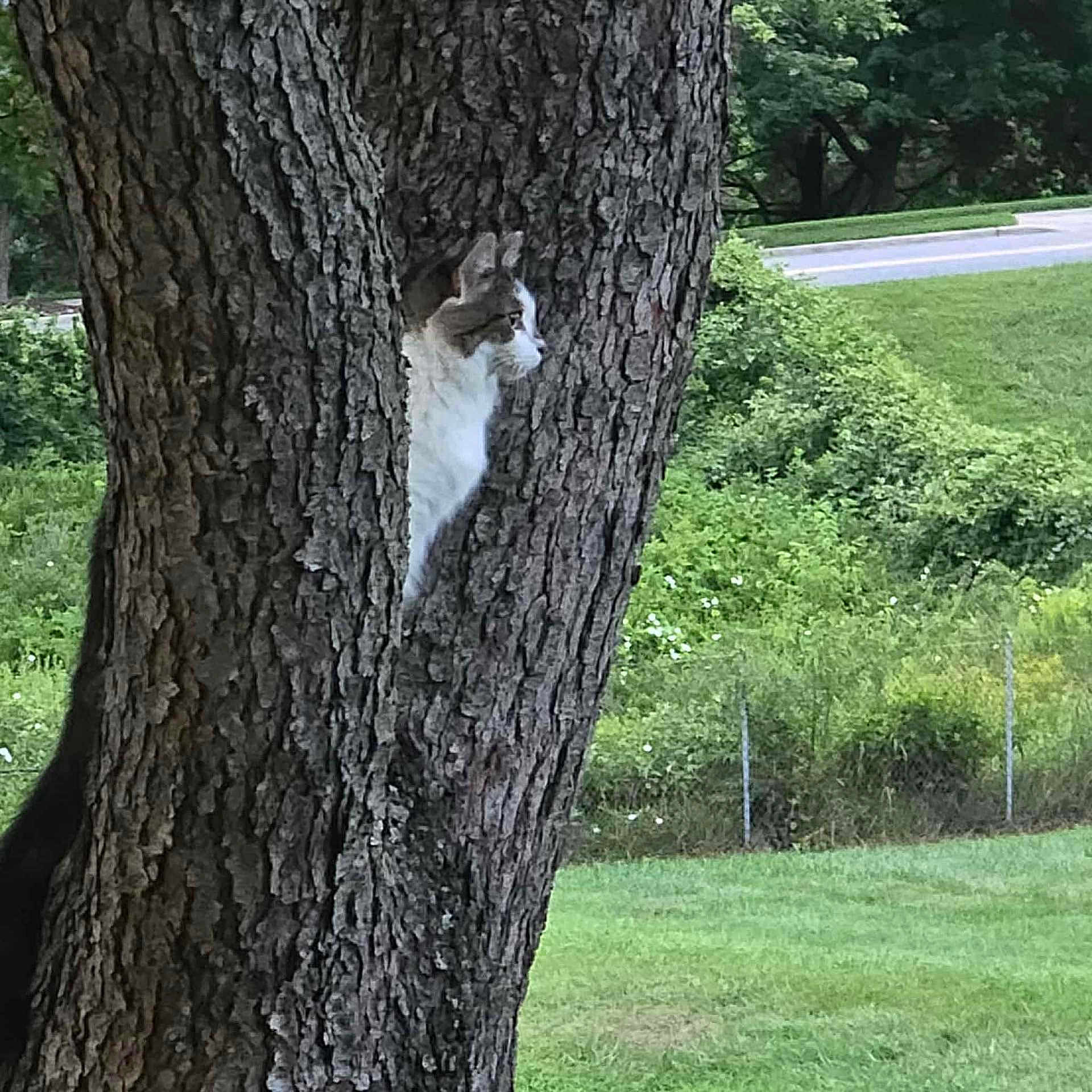 Celie is registered to the contest to win money with this photo: animal, bark, camouflage, cat, curious, daylight, feline, grass, greenery, leafy, nature, outdoor, park, peaceful, plant, quiet, road, tree, trunk, wildlife