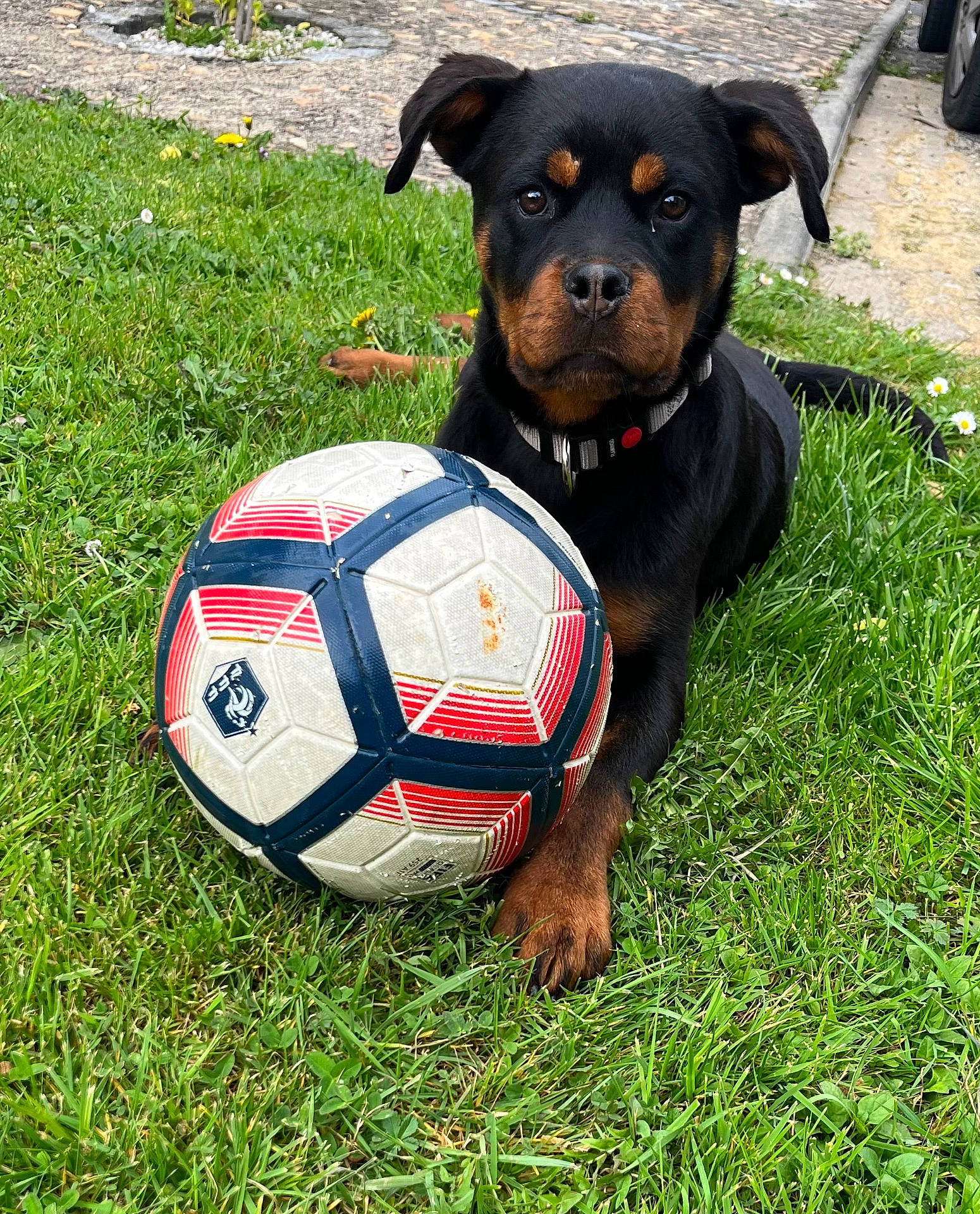 animal, ball, canine, car, dog, football, grass, hound, machine, pet, plant, puppy, soccer, soccerball, sphere, sport, transportation, vehicle, wheel