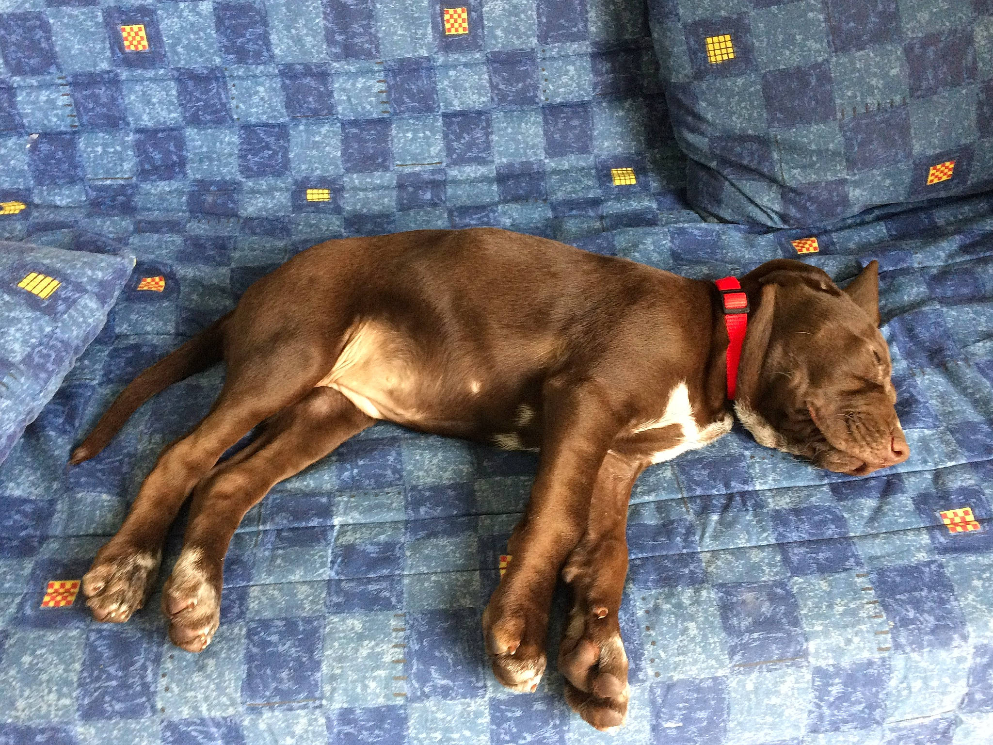 Naïa a rejoint le concours — aidez-le/la à gagner de superbes lots ! canidae, carnivore, collar, companion_dog, dog, dog_breed, dog_collar, dog_supply, electric_blue, fawn, fur, guard_dog, hunting_dog, liver, pet_supply, snout, sporting_group, tail, working_animal, working_dog