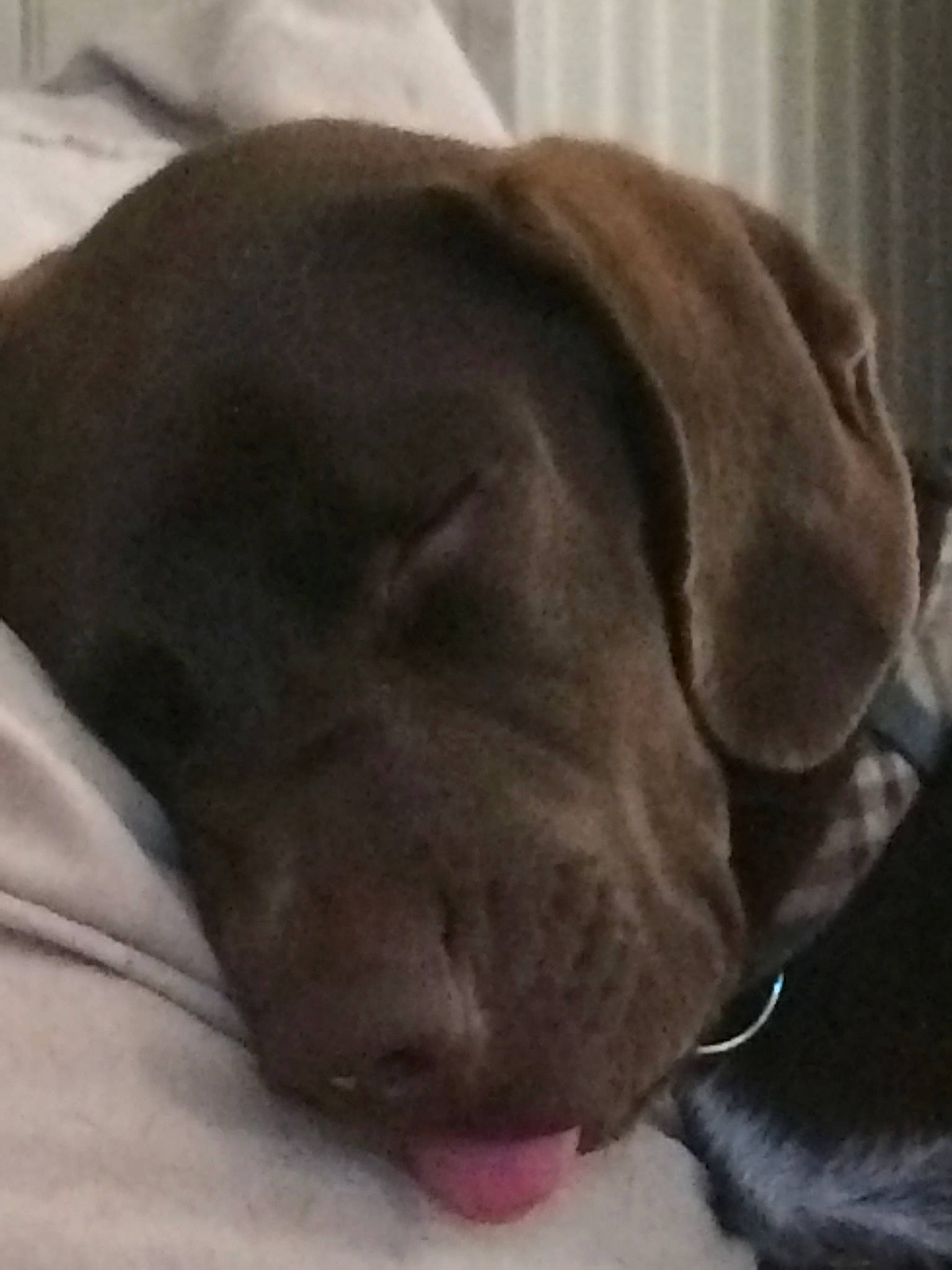 Naïa participe au concours pour gagner de l'argent avec cette photo : borador, canidae, carnivore, comfort, companion_dog, dog, dog_breed, ear, fawn, fur, gun_dog, hunting_dog, labrador_retriever, liver, non_sporting_group, puppy, snout, sporting_group, whiskers, working_animal