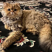 Jojo joined the competition — help win amazing prizes! cat, fluffy, wide_eyes, carpet, patterned, indoor, pet, feline, relaxed, fur, animal, resting, cute, mammal, whiskers, closeup, laying_down, domestic, eyes, portrait