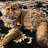 cat, fluffy, wide_eyes, carpet, patterned, indoor, pet, feline, relaxed, fur, animal, resting, cute, mammal, whiskers, closeup, laying_down, domestic, eyes, portrait