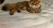 Jojo joined the competition — help win amazing prizes! cat, fluffy, brown, golden, pet, animal, feline, bed, blanket, indoor, cozy, cute, resting, fur, portrait, lying_down, whiskers, ears, tail, domestic