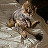 cat, pet, lion_cut, fur, bed, texture, indoor, animal, curious, cute, sitting, feline, whiskers, paws, tail, groomed, striped, brown, cozy, light