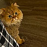 Jojo joined the competition — help win amazing prizes! cat, orange_cat, fluffy, wide_eyes, curious, wooden_floor, indoor, pet, feline, fur, whiskers, checkered_pattern, fabric, cute, looking_up, small_cat, domestic_animal, animal, face, ears