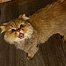 Jojo joined the competition — help win amazing prizes! cat, fluffy, brown, floor, wooden_floor, open_mouth, meowing, pet, animal, indoor, curious, black_cat, frame, texture, looking_up, feline, expression, whiskers, ears, fur