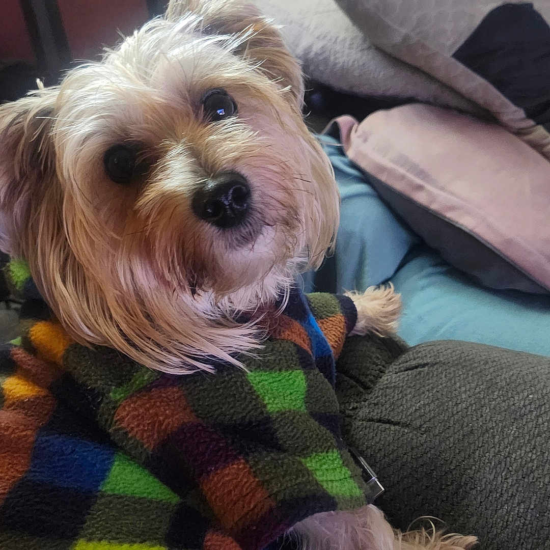 Baby King is registered to the contest to win money with this photo: animal, blanket, colorful_clothing, companion, couch, cozy, curious, cute, dog, domestic_animal, fur, furniture, home, indoor, looking_back, pet, pillows, resting, small_dog, sweater