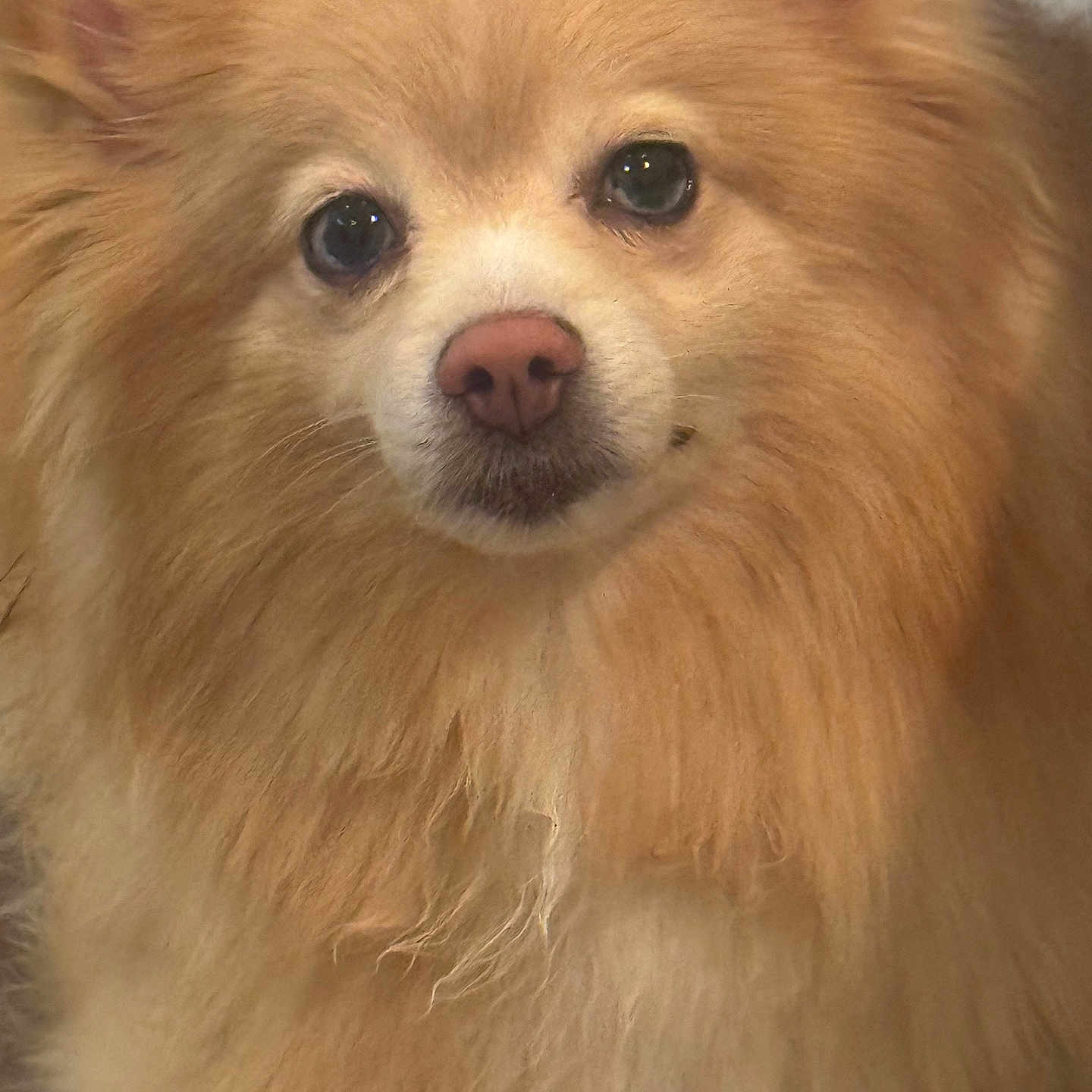 Belle