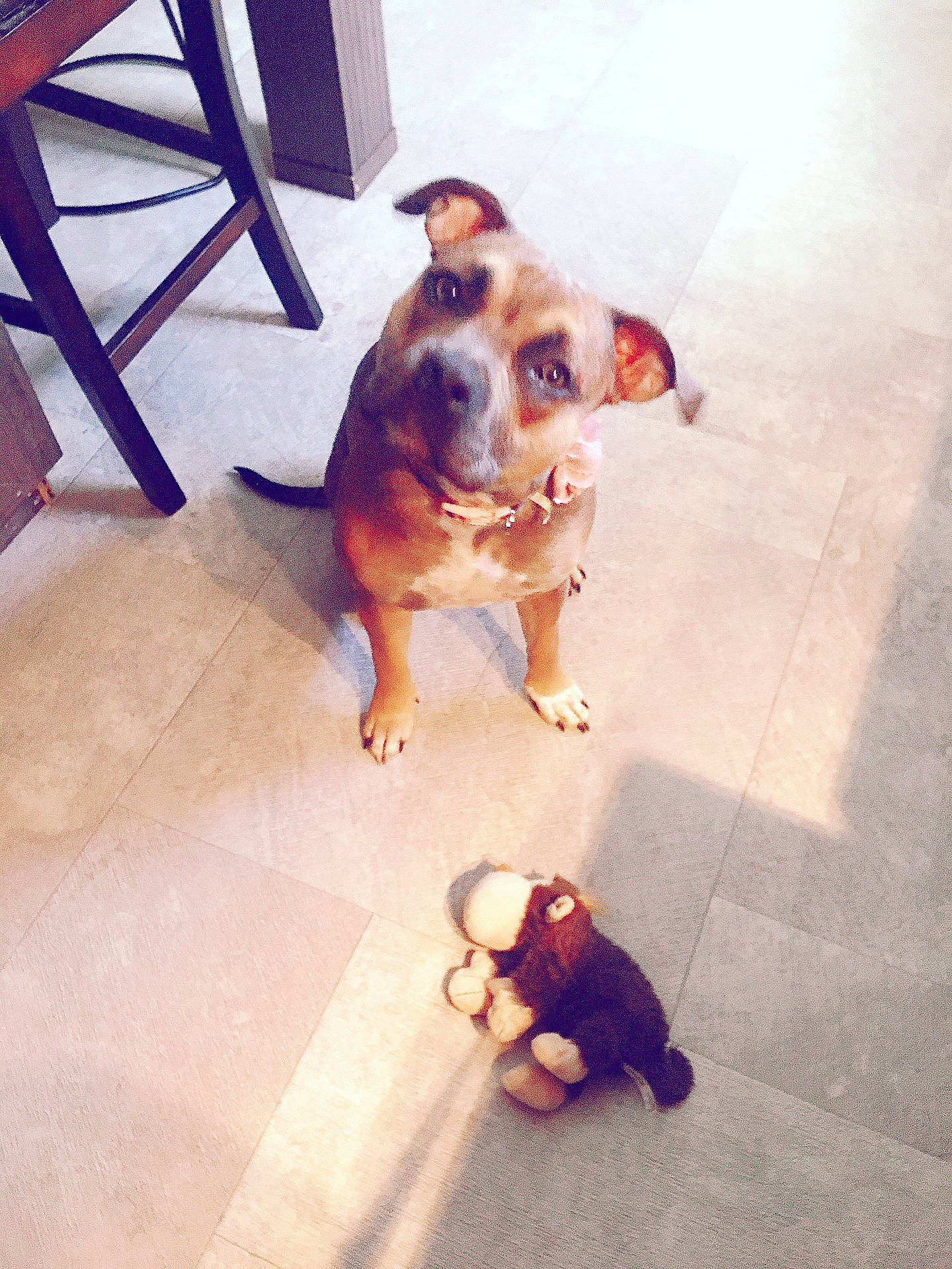 Tootsie joined the competition — help win amazing prizes! carnivore, chair, companion_dog, dog, dog_breed, eyewear, fawn, floor, flooring, happy, leash, metal, selfie, snout, sporting_group, sunglasses, toy_dog, whiskers, wood, working_animal