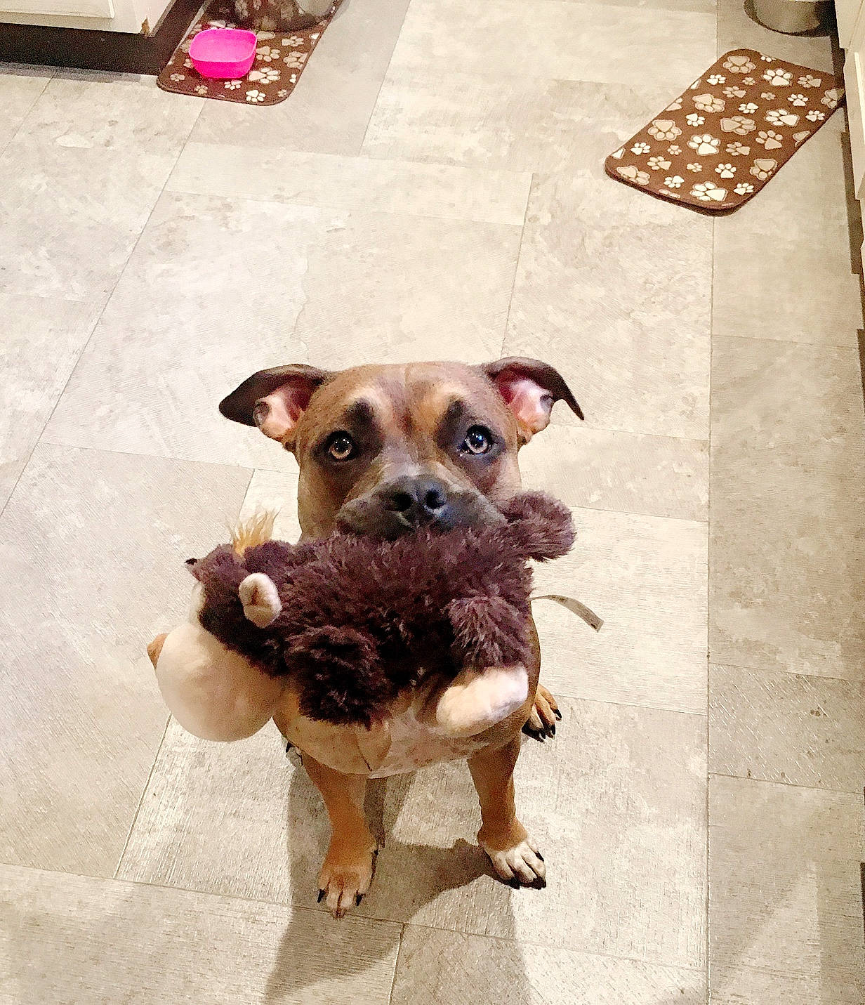 Tootsie is registered to the contest to win money with this photo: canidae, carnivore, collar, companion_dog, dog, dog_breed, dog_collar, dog_supply, fawn, floor, flooring, guard_dog, non_sporting_group, paw, puppy, sporting_group, street_dog, toy_dog, working_animal, working_dog