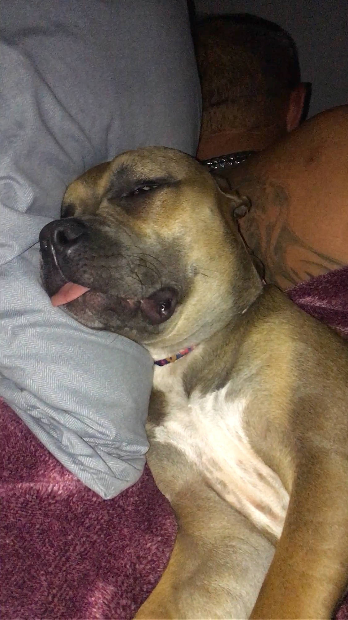 Tootsie joined the competition — help win amazing prizes! canidae, carnivore, collar, comfort, companion_dog, dog, dog_breed, dog_collar, fawn, fur, guard_dog, non_sporting_group, paw, snout, sporting_group, whiskers, working_animal, working_dog, wrinkle