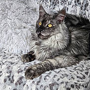 Aïon participe au concours pour gagner de l'argent avec cette photo : cat, long_hair, gray_fur, fluffy, yellow_eyes, feline, pet, animal, portrait, lying_down, relaxed, blanket, indoors, cozy, whiskers, pointed_ears, paws, close_up, patterned_fabric, alert