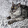 cat, long_hair, gray_fur, fluffy, yellow_eyes, feline, pet, animal, portrait, lying_down, relaxed, blanket, indoors, cozy, whiskers, pointed_ears, paws, close_up, patterned_fabric, alert