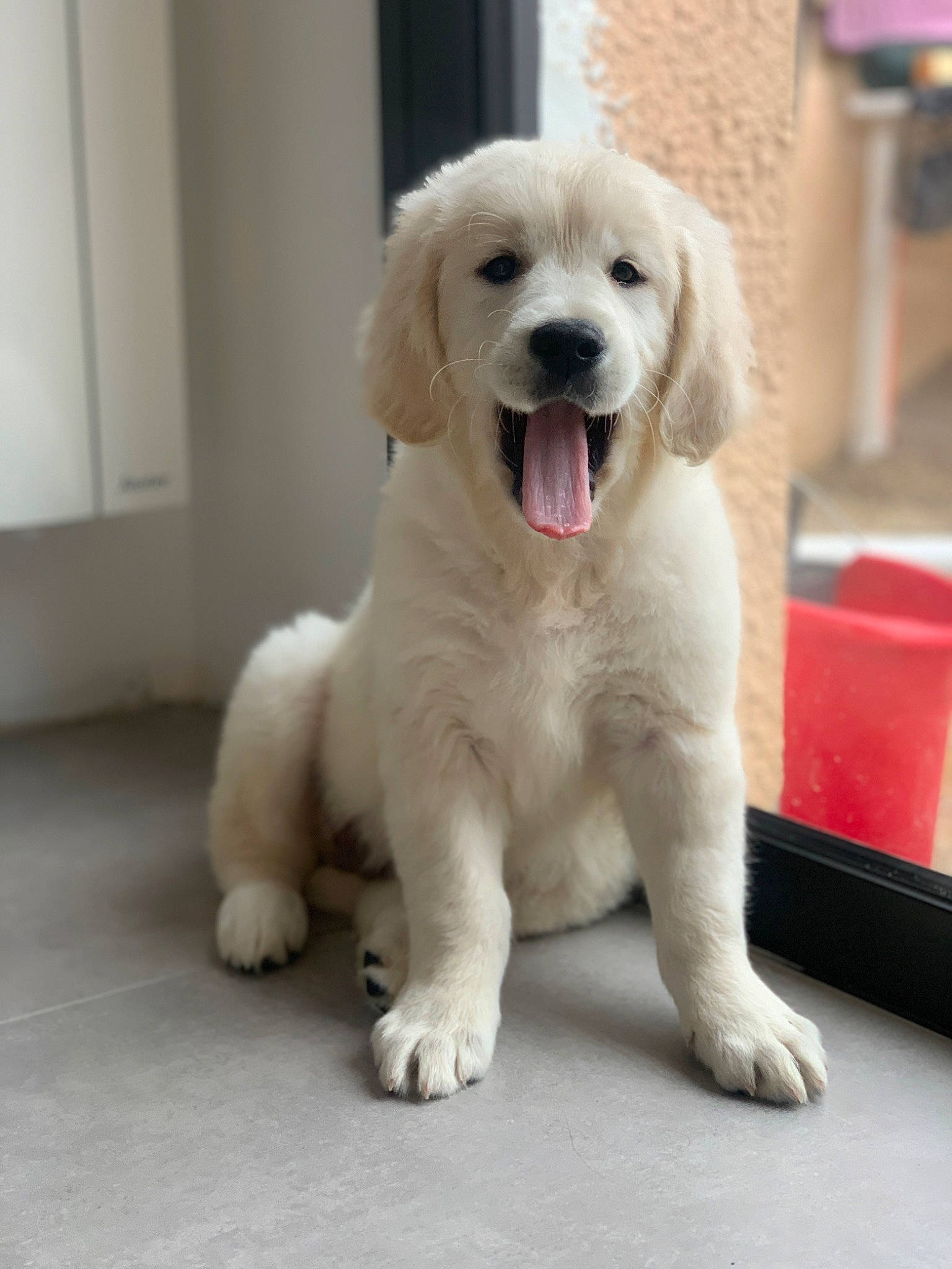 Naïa a rejoint le concours — aidez-le/la à gagner de superbes lots ! biting, canidae, carnivore, companion_dog, dog, dog_breed, fang, flooring, fur, gun_dog, non_sporting_group, paw, pet_supply, snout, sporting_group, working_animal, working_dog