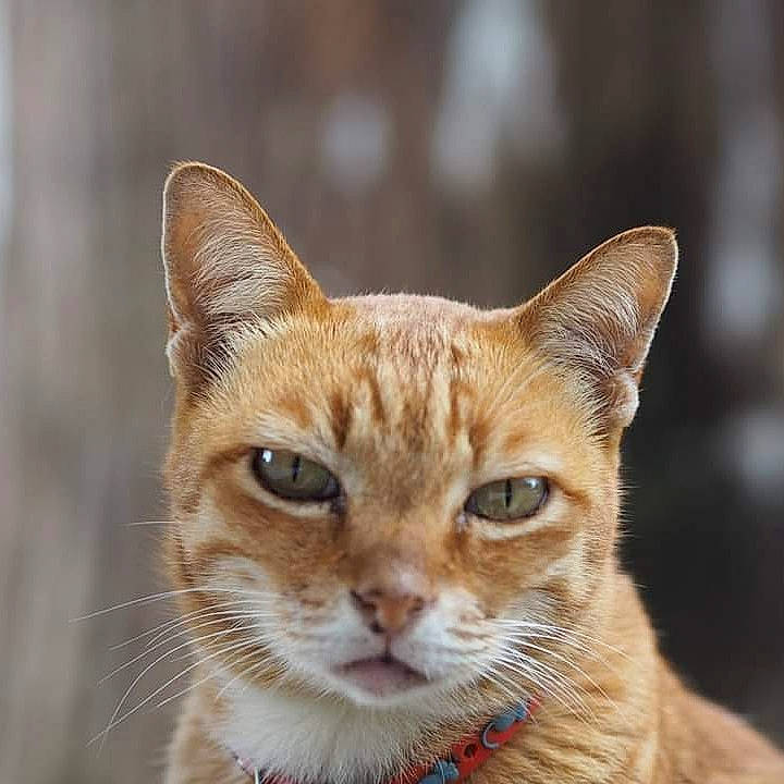 Ronaldo joined the competition — help win amazing prizes! aegean_cat, arabian_mau, asian, australian_mist, carnivore, cat, chausie, close_up, domestic_short_haired_cat, european_shorthair, eye, felidae, german_rex, mammal, small_to_medium_sized_cats, snout, tabby_cat, vertebrate, whiskers, wildlife