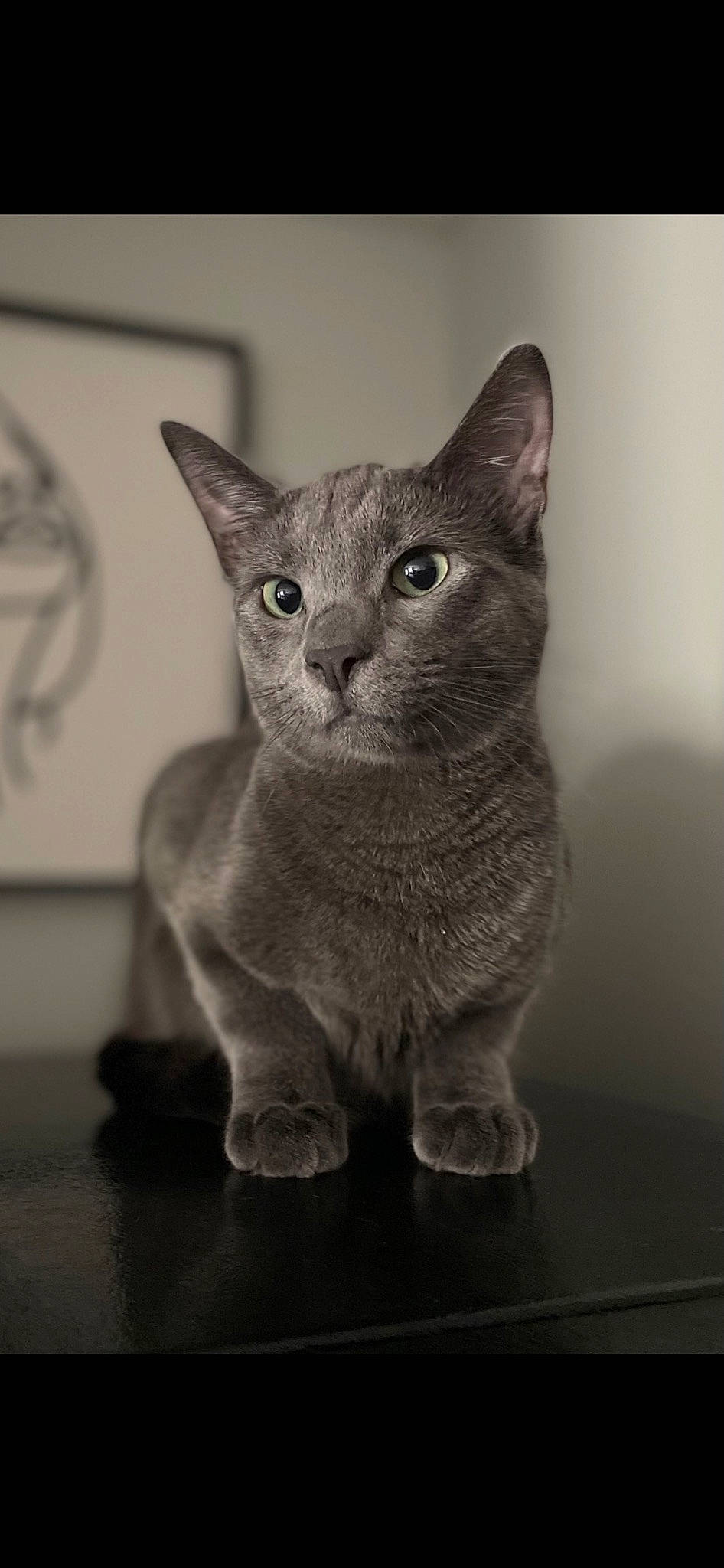 Franklin joined the competition — help win amazing prizes! carnivore, cat, domestic_short_haired_cat, felidae, fur, grey, iris, monochrome, monochrome_photography, russian_blue, sitting, small_to_medium_sized_cats, snout, still_life_photography, whiskers