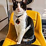 animal, black_and_white, cat, closeup, collar, curious, domestic, ears, feline, garage, indoor, pet, seat, sitting, tag, vehicle, wall, wheel, whiskers, yellow_chair