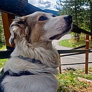 Perle participe au concours pour gagner de l'argent avec cette photo : dog, outdoor, nature, tree, fence, sky, cloud, grass, road, mountain, animal, pet, canine, fur, harness, profile, daylight, scenic, watching, calm