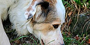 Perle participe au concours pour gagner de l'argent avec cette photo : animal, brown_fur, canine, closeup, curious, dog, ear, eye, fur, grass, ground, leaves, muzzle, nature, outdoor, pet, rock, side_view, sniffing, white_fur
