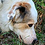 Perle participe au concours pour gagner de l'argent avec cette photo : dog, animal, pet, sniffing, grass, outdoor, nature, white_fur, brown_fur, closeup, curious, canine, muzzle, ear, eye, ground, leaves, rock, side_view, fur
