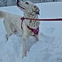 dog, snow, winter, outdoor, forest, harness, leash, white_dog, cold, nature, trees, snowy, pet, canine, animal, fur, playful, leash_clip, walking, season