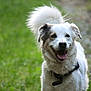 Perle participe au concours pour gagner de l'argent avec cette photo : dog, white_dog, outdoor, grass, happy, panting, pet, animal, collar, fur, tail, nature, canine, walking, smiling, daylight, closeup, blurred_background, playful, friendly