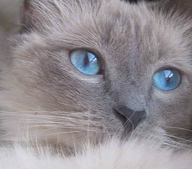 Flanelle a rejoint le concours — aidez-le/la à gagner de superbes lots ! balinese, birman, carnivore, cat, close_up, domestic_short_haired_cat, electric_blue, fawn, felidae, fur, iris, ragdoll, siamese, small_to_medium_sized_cats, snout, terrestrial_animal, thai, tonkinese, whiskers