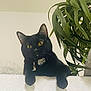 black_cat, cat, pet, indoor, curious, yellow_eyes, collar, moon_charm, cat_tag, plant, green_leaves, feline, looking, fur, whiskers, paw, texture, cozy, houseplant, cute
