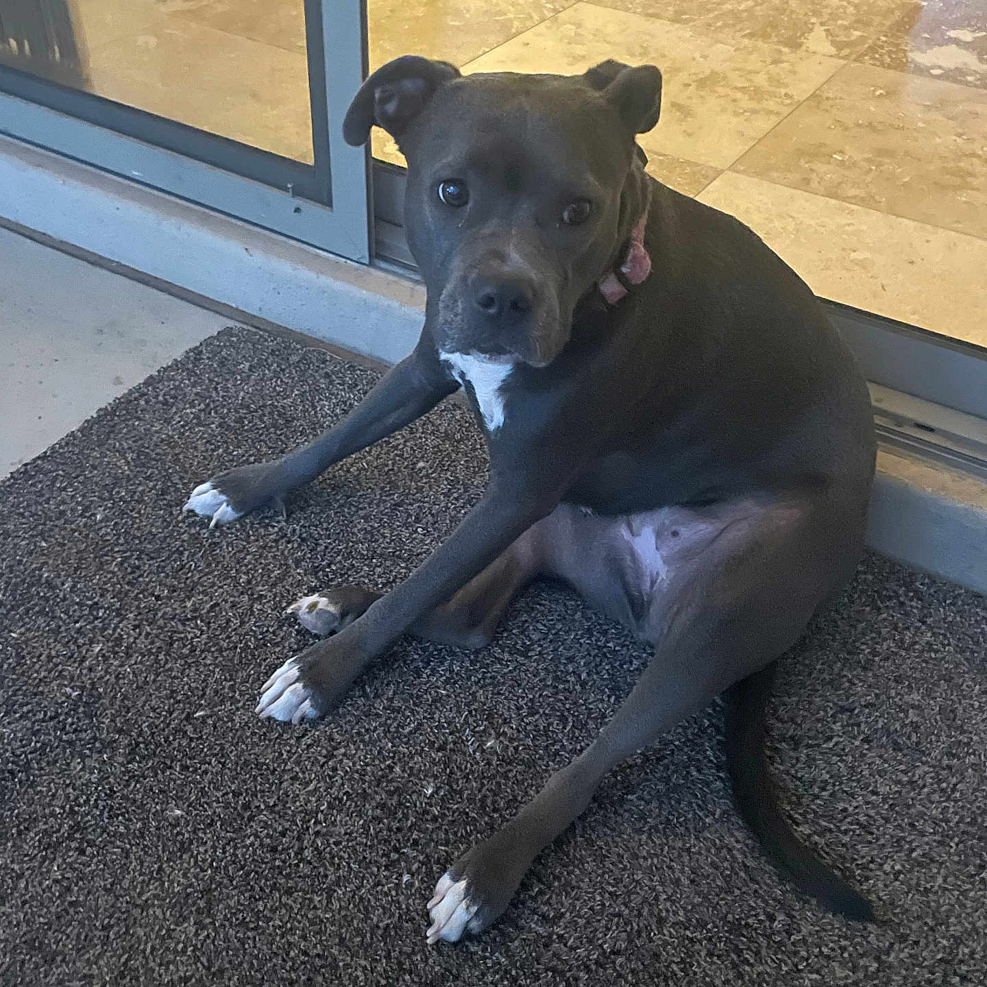 Lilly is registered to the contest to win money with this photo: animal, canine, carpet, collar, curious, dog, domestic_animal, floor, glass_door, gray_dog, indoor, looking_at_camera, paw, pet, relaxed, room, sitting, tail, white_chest, white_paws