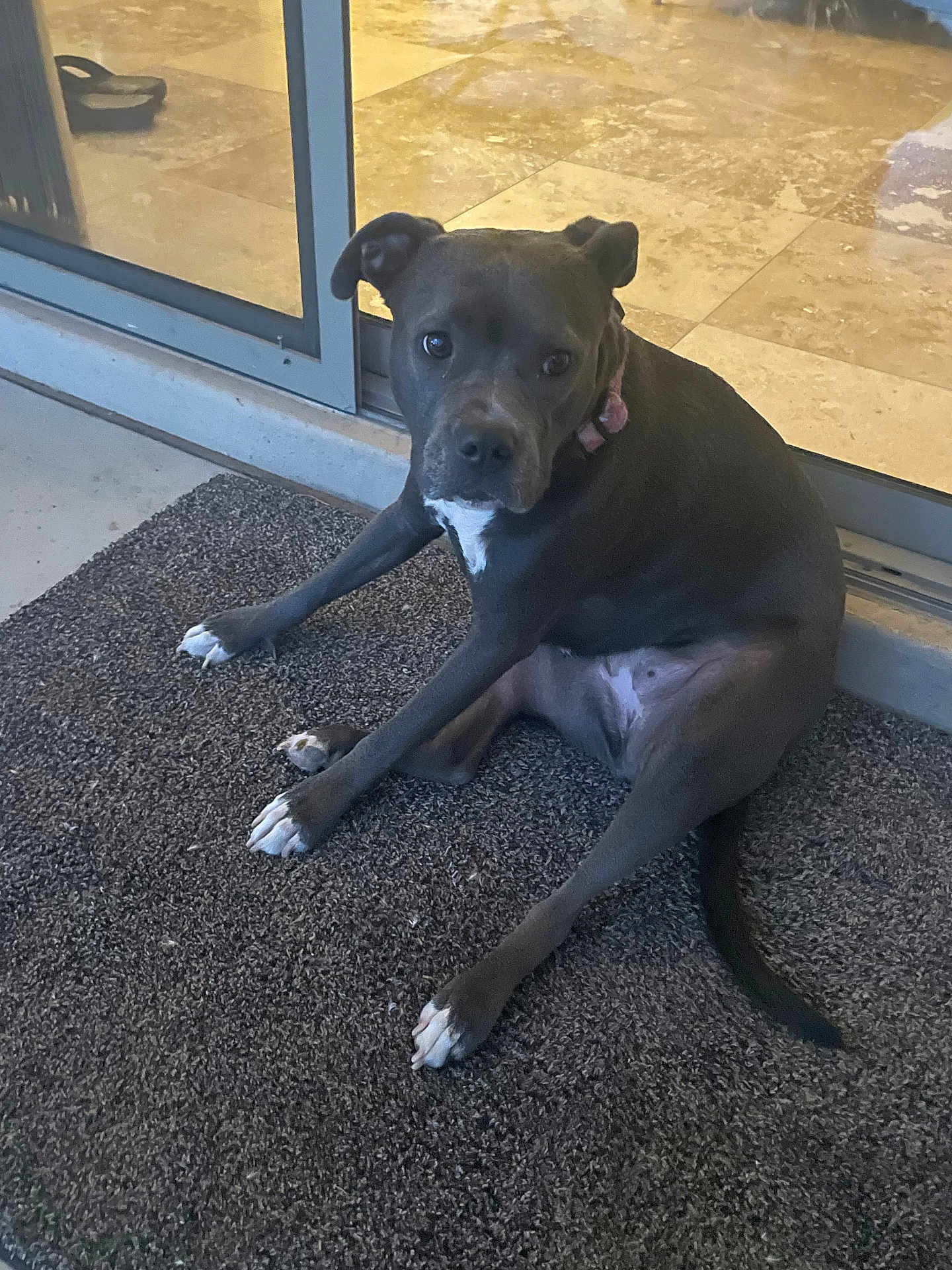 Lilly is registered to the contest to win money with this photo: dog, gray_dog, white_paws, white_chest, carpet, indoor, glass_door, floor, curious, pet, sitting, canine, looking_at_camera, animal, domestic_animal, collar, paw, tail, room, relaxed