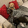 Lilly is registered to the contest to win money with this photo: dog, cat, blanket, couch, plush_toy, red_pillow, gray_pillow, gray_blanket, black_cat, gray_dog, indoor, pet, resting, fur, relaxation, home, comfort, animal, cozy, living_room