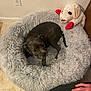 Lilly joined the competition — help win amazing prizes! dog, pet_bed, plush_toy, indoor, floor, tile, hand, foot, cozy, gray, black_dog, toy, resting, curled_up, fur, comfort, home, wall, outlet, relaxation