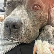 Lilly is registered to the contest to win money with this photo: dog, close_up, paw, fur, relaxed, pet, animal, nose, whiskers, brown, white_paw, claws, laying_down, indoor, cozy, person, lap, soft_light, expression, companion