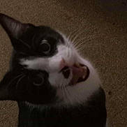 Simon Says is registered to the contest to win money with this photo: cat, tuxedo_cat, feline, pet, whiskers, mouth_open, teeth, tongue, close_up, portrait, indoor, carpet, low_light, blurry, tilted, expression, surprised, looking_up, animal, playful